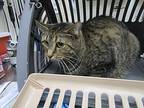 Gibson Domestic Shorthair Senior Male