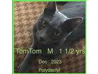 TOM TOM Russian Blue Young Male