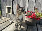 Buzzy YOUNG MALE Domestic Shorthair Young Male