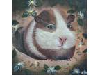 Original Painting Guinea Pig Daisies Signed Surreal Art Lowbrow Strange 4x4 OOAK