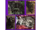 EMMA Domestic Shorthair Young Female