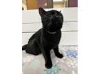 Frankfort Domestic Shorthair Young Male