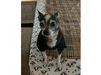 Peanut Pete SS D2023 in KY Chihuahua Senior Male