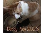 BUDDY Domestic Shorthair Young Male