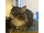 Snickers Domestic Mediumhair Adult Male