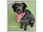 COMET - rescue only Flat-Coated Retriever Young Male