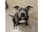 Mittens American Pit Bull Terrier Adult Female