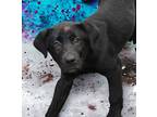 Jelly Roll Labrador Retriever Puppy Male