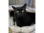 Izzy Domestic Shorthair Senior Female