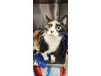 Paisley Domestic Shorthair Adult Female