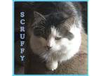 SCRUFFY Norwegian Forest Cat Young Male