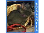 BURLOISE Russian Blue Kitten Male