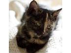Doja Domestic Shorthair Kitten Female