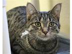 Citrus Domestic Shorthair Young Female