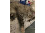 Loki Domestic Shorthair Kitten Female