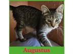 AUGUSTUS Domestic Shorthair Kitten Male