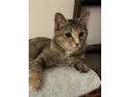 Rea Domestic Shorthair Young Female