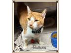 BUTTONS Domestic Shorthair Adult Female