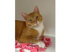 Rick Ness Domestic Shorthair Adult Male