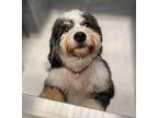 Poppy Bernese Mountain Dog Adult Female