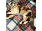 Tootsie Roll AB C2023 in MS Domestic Longhair Kitten Female