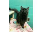 Blythe - in Foster Domestic Longhair Adult Female