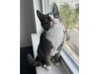 SHRIMP Domestic Shorthair Kitten Female