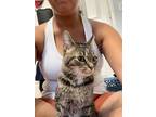 Tammy Domestic Shorthair Young Female