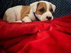 Huey Bluey Boxer Puppy Male