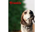 Frankie Beagle Senior Male