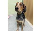 Duke Bluetick Coonhound Young Male