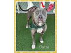 CLARISSE American Staffordshire Terrier Young Female