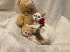 Enya Siamese Kitten Female