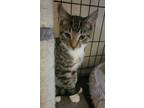 Luke (Desoto litter) Domestic Shorthair Kitten Male