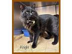 KNIGHT Domestic Mediumhair Adult Male