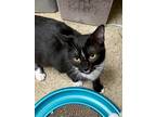 Davey (DeSoto Litter) Domestic Shorthair Kitten Male