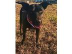 Brynn Labrador Retriever Adult Female