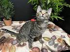 Anise Domestic Shorthair Kitten Female