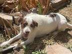 Luke Spaniel (Unknown Type) Adult Male