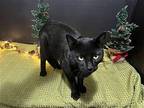Opie Domestic Shorthair Young Male