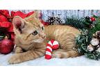 Pumpkin Domestic Shorthair Kitten Male