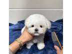 Bichon Frise Puppy for sale in Buena Park, CA, USA