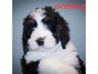 Cavapoo Puppy for sale in Marion, KY, USA