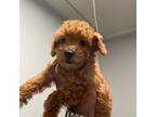 Poodle (Toy) Puppy for sale in Jonesboro, GA, USA