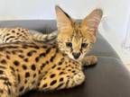 African Serval Kittens Available 8 Weeks