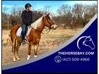 Chestnut Western Pleasure/Trail Riding/Kid Friendly Quarter Horse - Available on