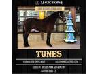 Tunes~Safe*Versatile*All Around* Jumping / Family / Trail Warmblood Cross Mare~