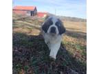 Saint Bernard Puppy for sale in Rock Hill, SC, USA