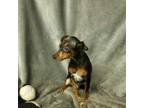 Miniature Pinscher Puppy for sale in Forest City, NC, USA