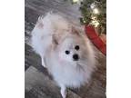 Snowy Pomeranian Adult Male